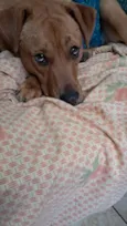Scooby