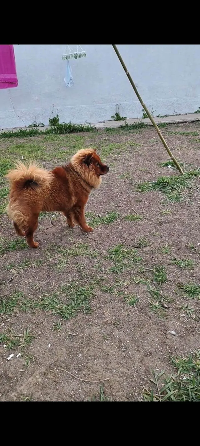 Cachorro ra a Chow Chow idade 1 ano nome Meg