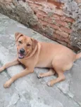 Scooby