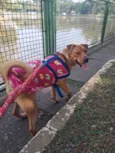 Scooby