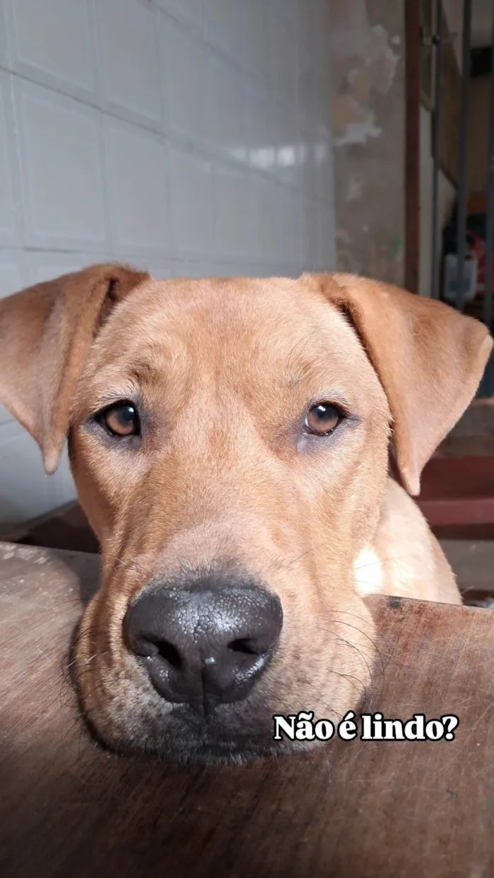 Cachorro ra a SRD-ViraLata idade 1 ano nome Scooby