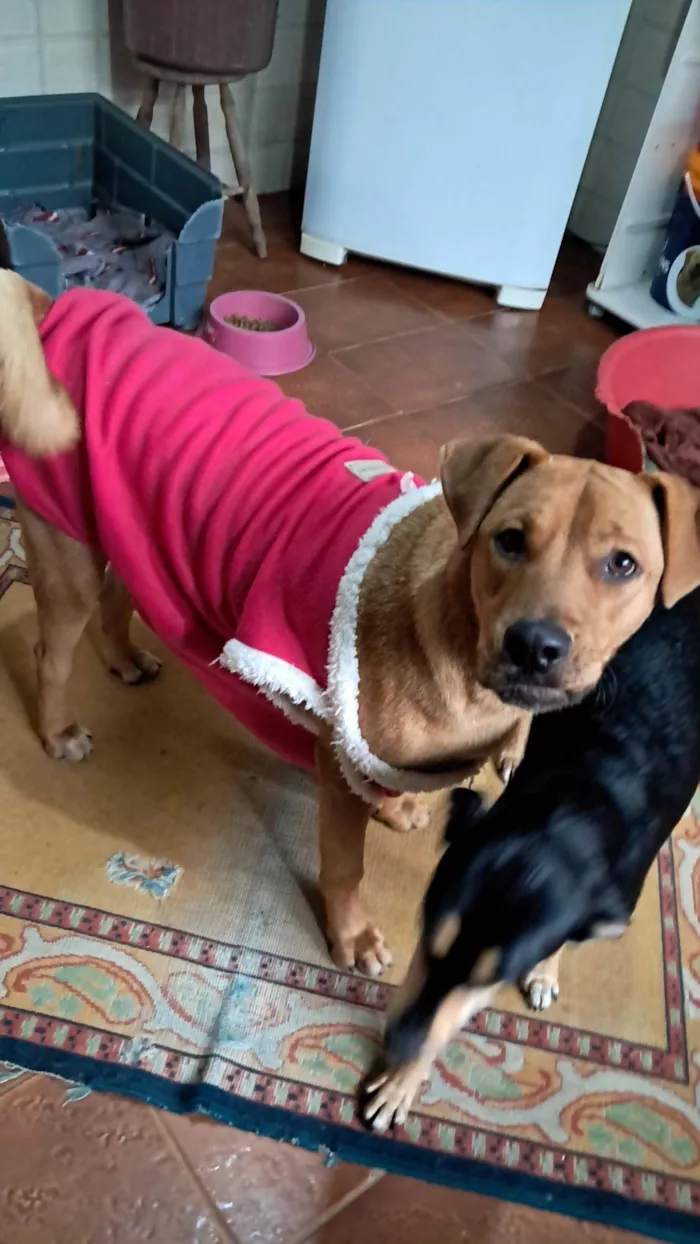 Cachorro ra a SRD-ViraLata idade 1 ano nome Scooby