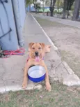 Scooby