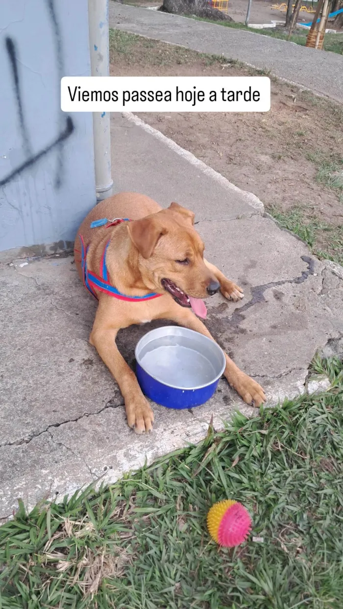 Cachorro ra a SRD-ViraLata idade 1 ano nome Scooby