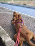 Scooby