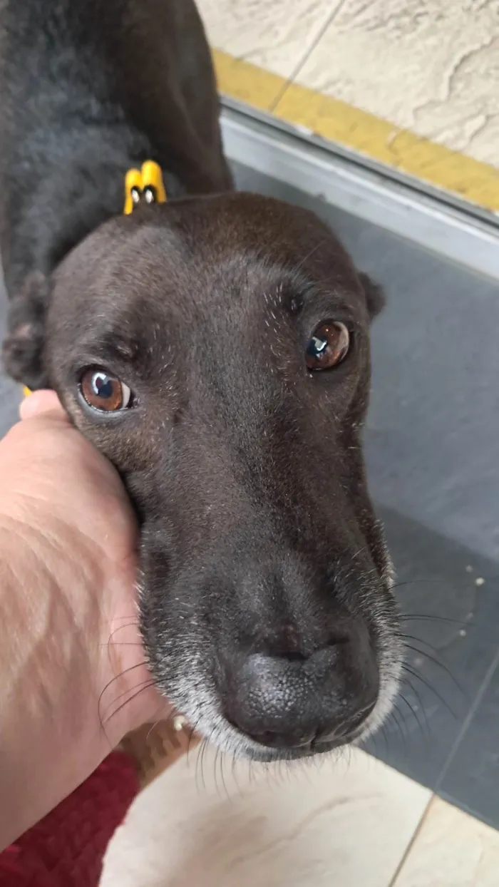 Cachorro ra a SRD idade 4 anos nome RONALDO