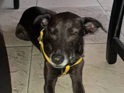 Cachorro raça SRD idade 4 anos nome RONALDO