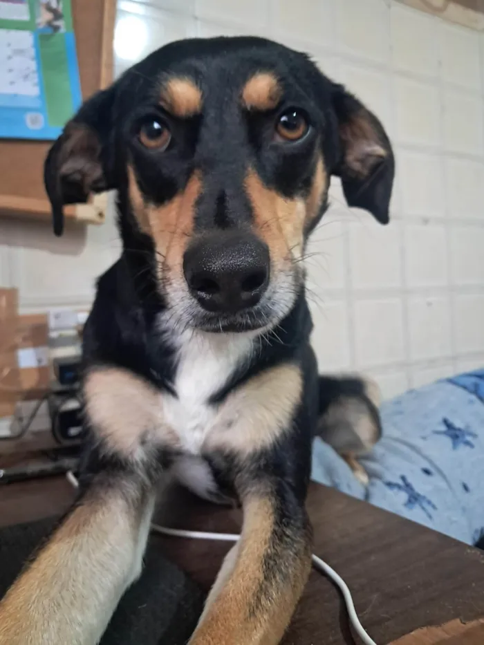 Cachorro ra a SRD-ViraLata idade 2 anos nome Baby