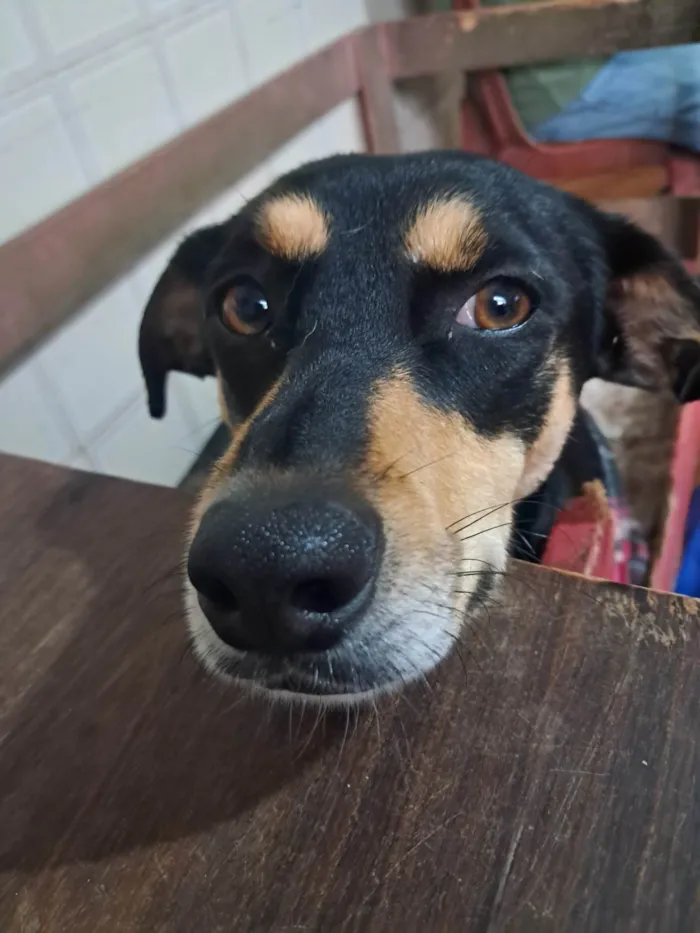 Cachorro ra a SRD-ViraLata idade 2 anos nome Baby