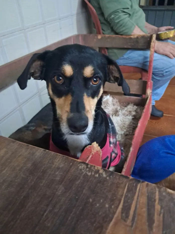 Cachorro ra a SRD-ViraLata idade 2 anos nome Baby