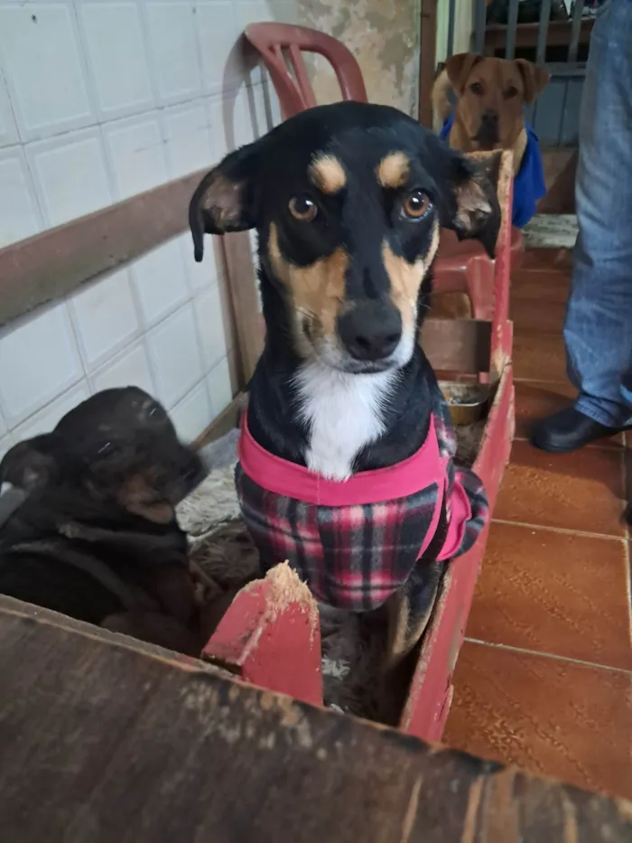 Cachorro ra a SRD-ViraLata idade 2 anos nome Baby