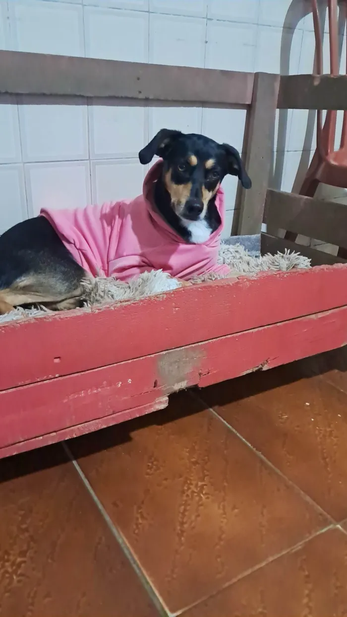 Cachorro ra a SRD-ViraLata idade 2 anos nome Baby