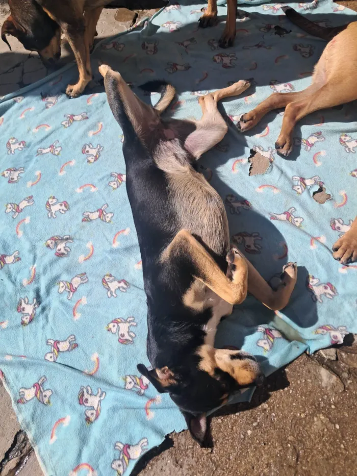 Cachorro ra a SRD-ViraLata idade 2 anos nome Baby