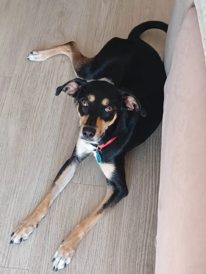 Cachorro ra a SRD-ViraLata idade 2 anos nome Baby