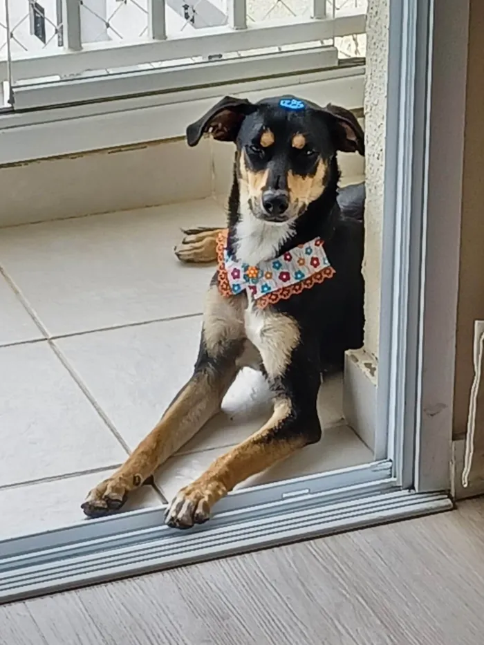 Cachorro ra a SRD-ViraLata idade 2 anos nome Baby