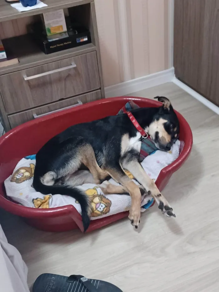 Cachorro ra a SRD-ViraLata idade 2 anos nome Baby