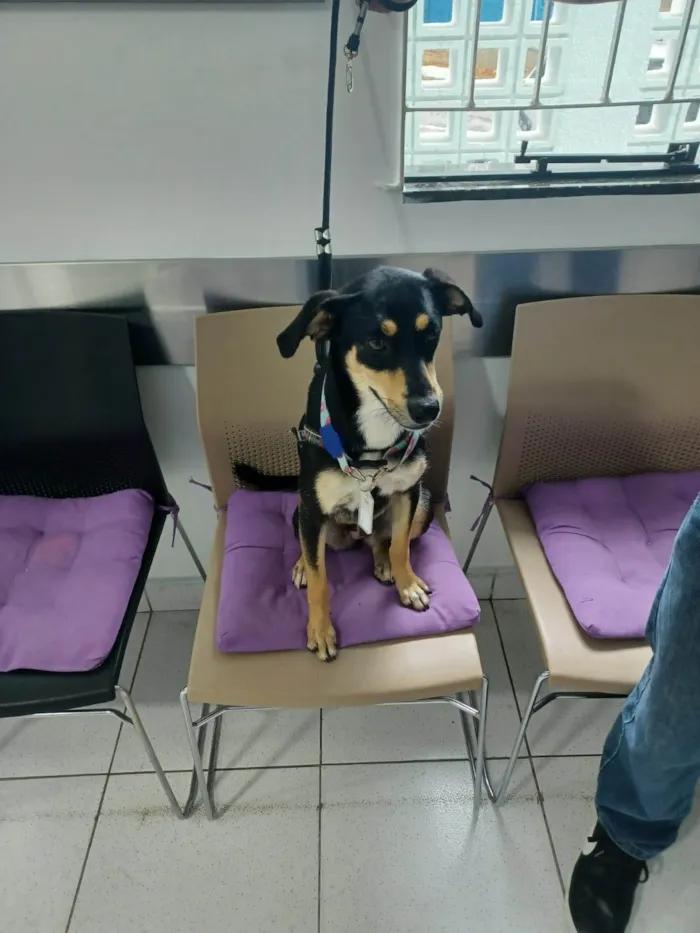 Cachorro ra a SRD-ViraLata idade 2 anos nome Baby