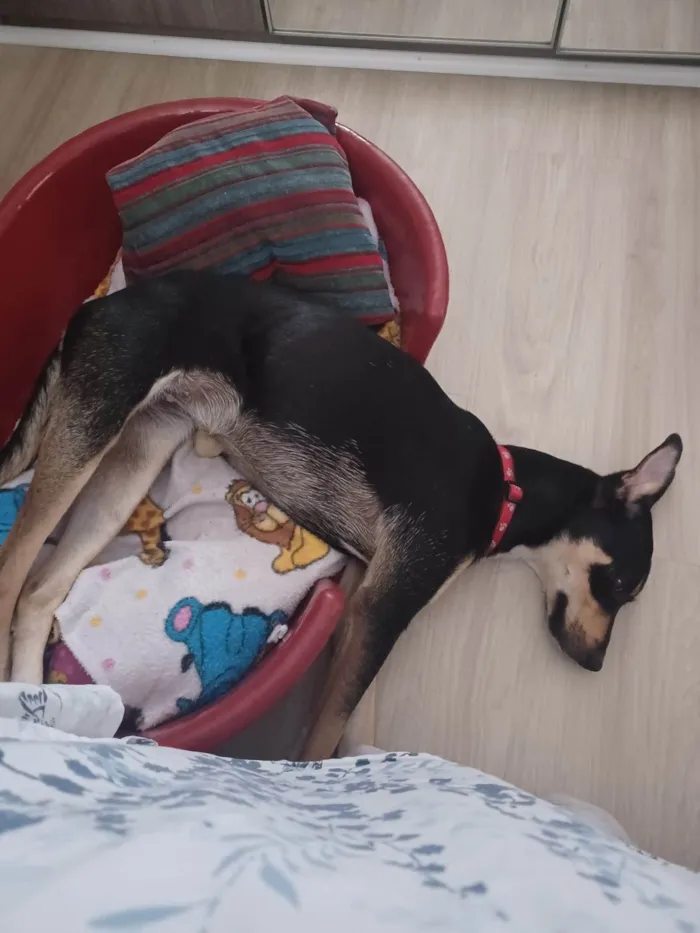 Cachorro ra a SRD-ViraLata idade 2 anos nome Baby