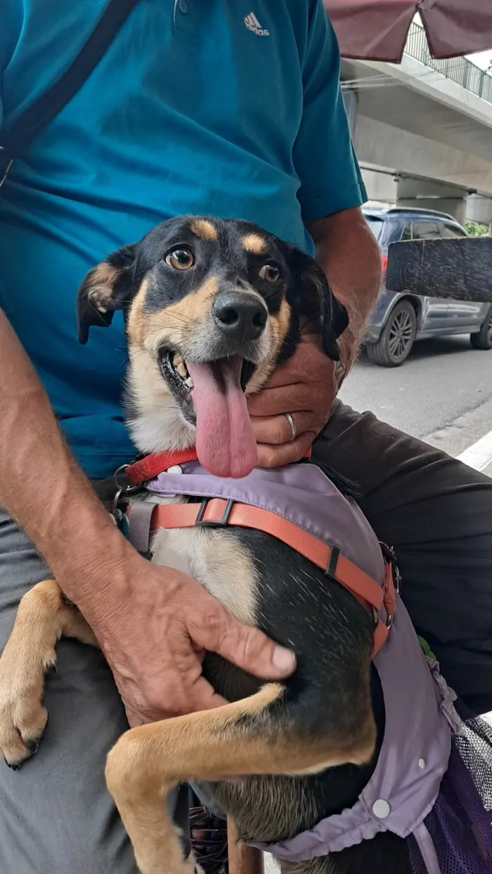 Cachorro ra a SRD-ViraLata idade 2 anos nome Baby