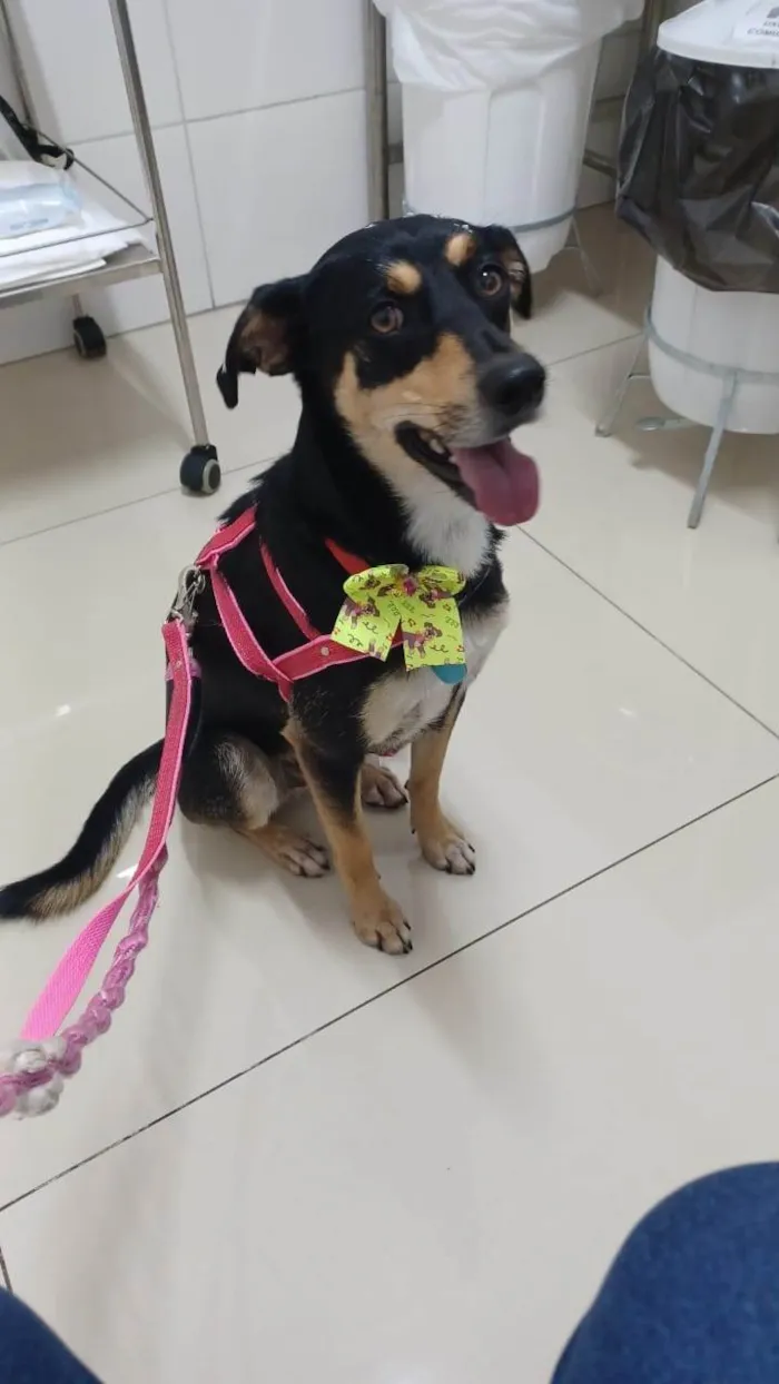 Cachorro ra a SRD-ViraLata idade 2 anos nome Baby