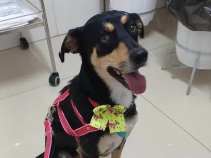 Cachorro raça SRD-ViraLata idade 2 anos nome Baby