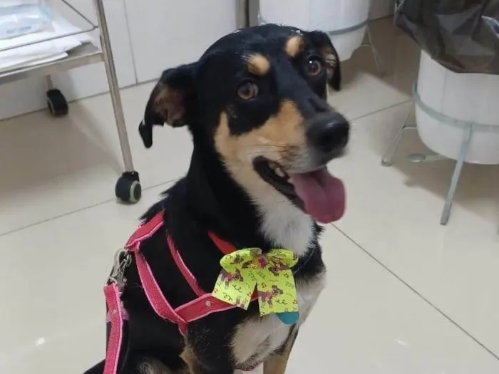Cachorro ra a SRD-ViraLata idade 2 anos nome Baby