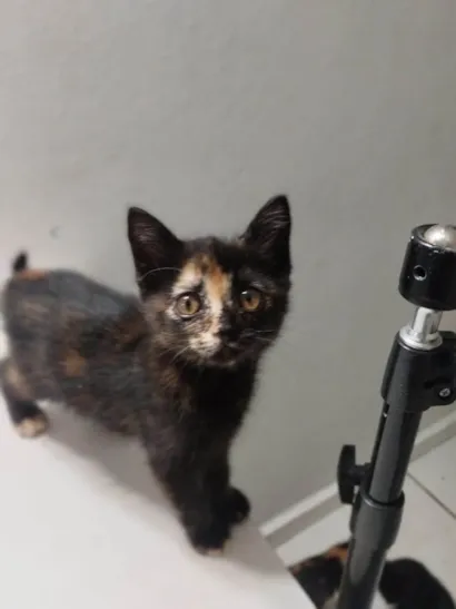 Gato raça SRD-ViraLata idade 2 a 6 meses nome Aninha