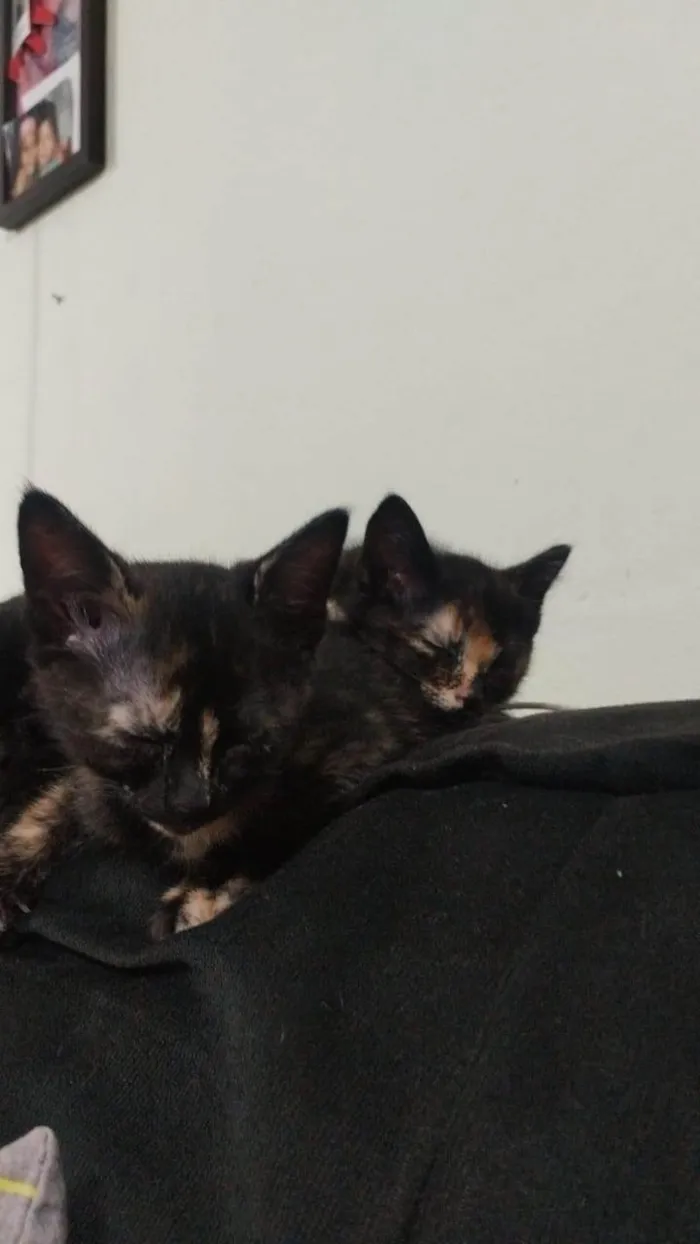 Gato ra a SRD-ViraLata idade 2 a 6 meses nome Aninha