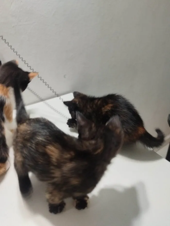 Gato ra a SRD-ViraLata idade 2 a 6 meses nome Aninha