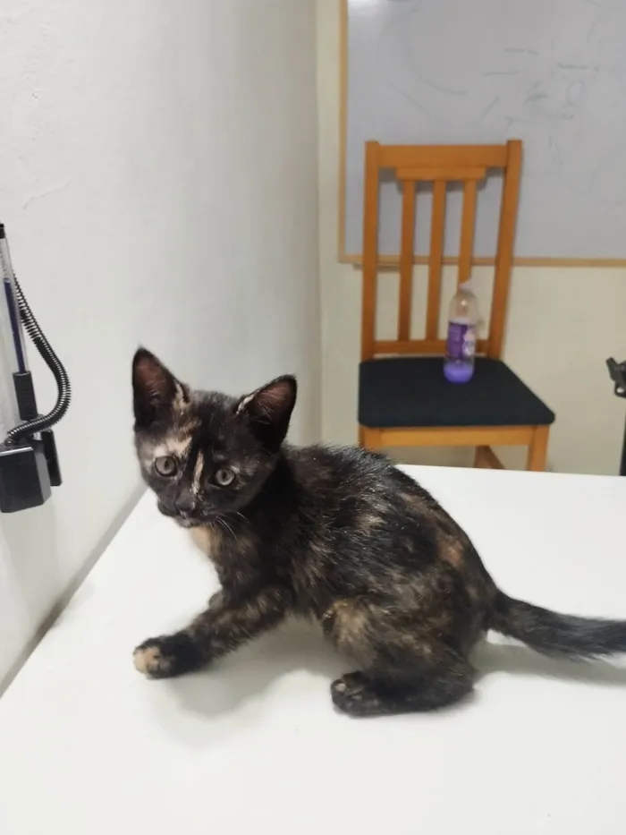 Gato ra a SRD-ViraLata idade 2 a 6 meses nome Aninha
