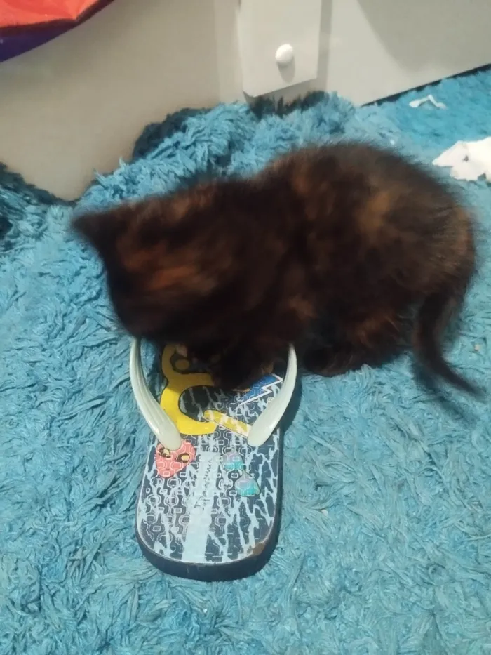 Gato ra a SRD-ViraLata idade 2 a 6 meses nome Aninha