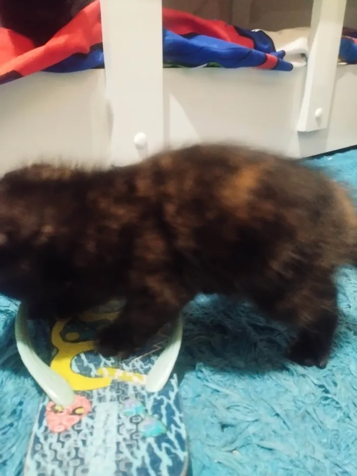 Gato ra a SRD-ViraLata idade 2 a 6 meses nome Aninha