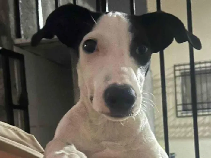 Cachorro raça SRD-ViraLata idade 2 a 6 meses nome Branquelo