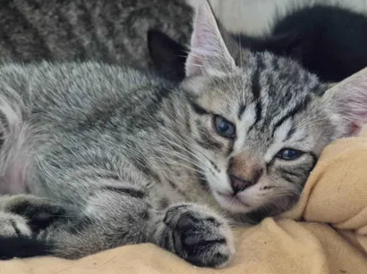 Gato raça SRD-ViraLata idade 2 a 6 meses nome Dinho