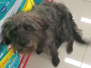 Cachorro raça SRD-ViraLata idade 1 ano nome Sem nome