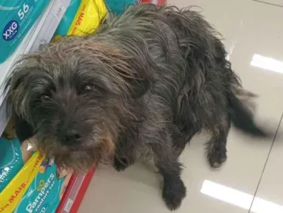 Cachorro raça SRD-ViraLata idade 1 ano nome Sem nome