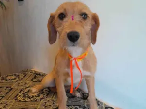 Gato raça SRD-ViraLata idade 1 ano nome Não tem nome 