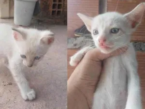Gato raça SRD-ViraLata idade Abaixo de 2 meses nome Os Miaus 