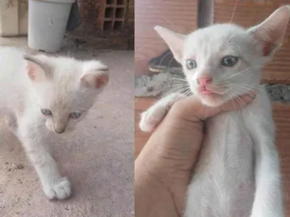 Gato raça SRD-ViraLata idade Abaixo de 2 meses nome Os Miaus