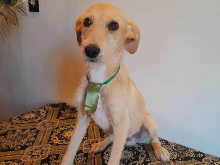 Cachorro ra a SRD-ViraLata idade 1 ano nome Não tem nome 