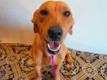 Cachorro raça SRD-ViraLata idade 2 anos nome Mel