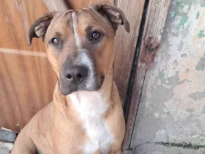 Cachorro raça SRD-ViraLata idade 1 ano nome Toddy