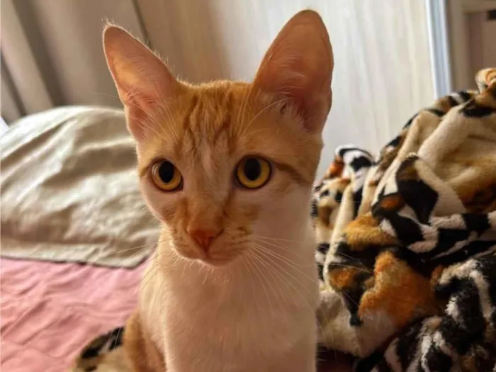 Gato ra a SRD-ViraLata idade 2 a 6 meses nome Sheldon