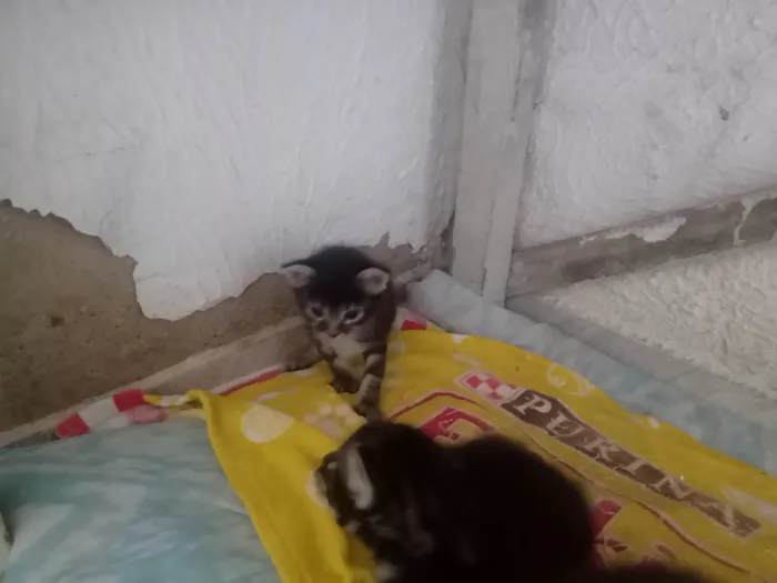 Gato ra a SRD-ViraLata idade 2 a 6 meses nome Paula Maria Batista De Brito