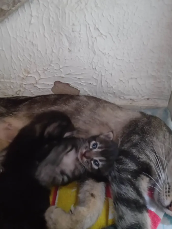 Gato ra a SRD-ViraLata idade 2 a 6 meses nome Paula Maria Batista De Brito