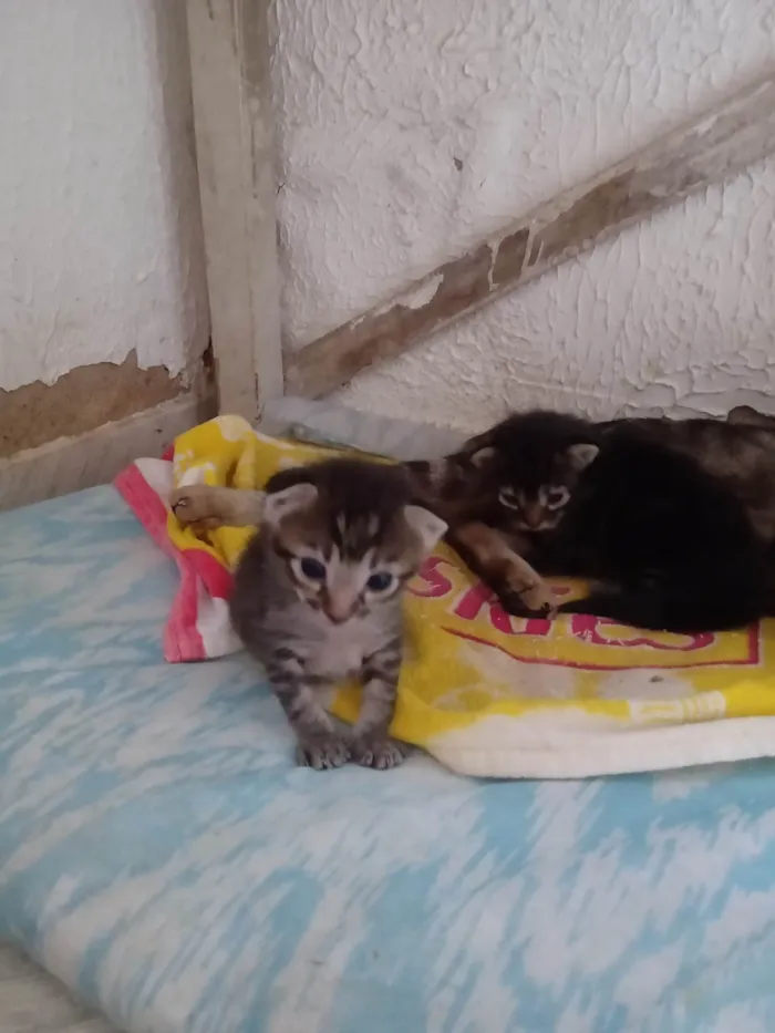 Gato ra a SRD-ViraLata idade 2 a 6 meses nome Paula Maria Batista De Brito