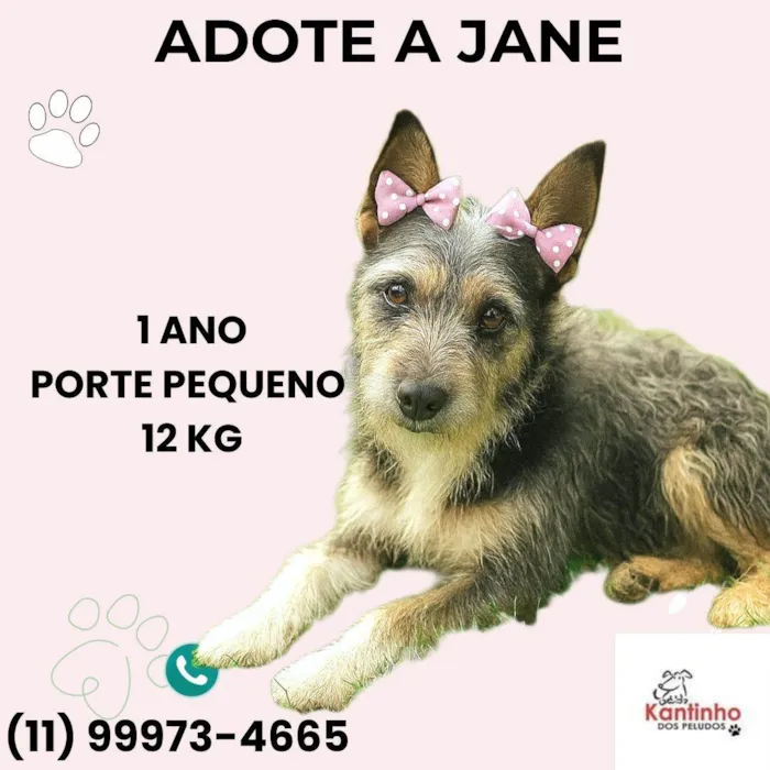 Cachorro ra a SRD-ViraLata idade 1 ano nome Jane