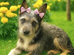 Cachorro raça SRD-ViraLata idade 1 ano nome Jane