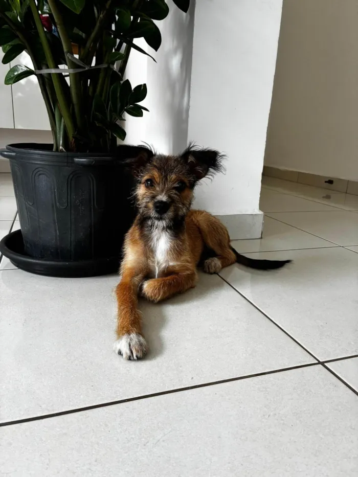 Cachorro ra a SRD-ViraLata idade 2 a 6 meses nome Frida
