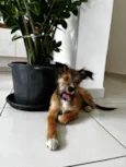 Frida